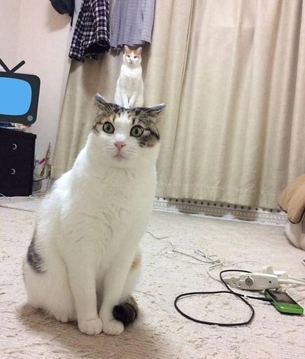 13. Кошек много не бывает