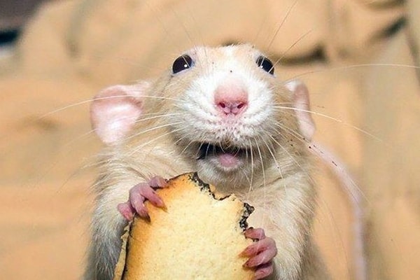 10. Крысы могут смеяться.