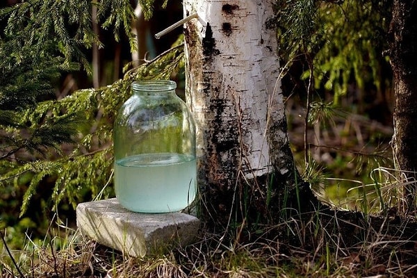 12. Вкус берёзового сока бесценен ❤️