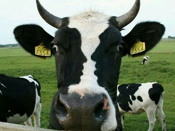 1. Как быстро вы увидели скрытое изображение на этом фото?