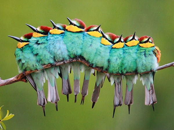 4. Увидели что-то ещё, кроме птиц, на этом фото?