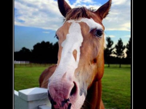 8. Скажите, когда вы увидели скрытое изображение на этом фото?