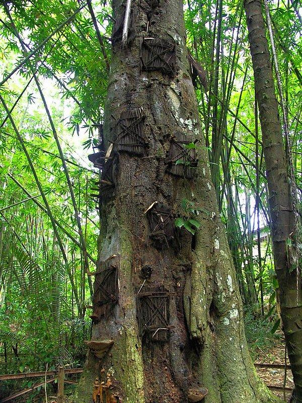 Endonezyalı Toraja kabilesi, ölen bebeklerini büyümekte olan ağaçların kovuklarına gömüyor. Onların doğa tarafından kabul edildiğine inanıyorlar!