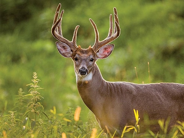 Ваше тотемное животное - олень!