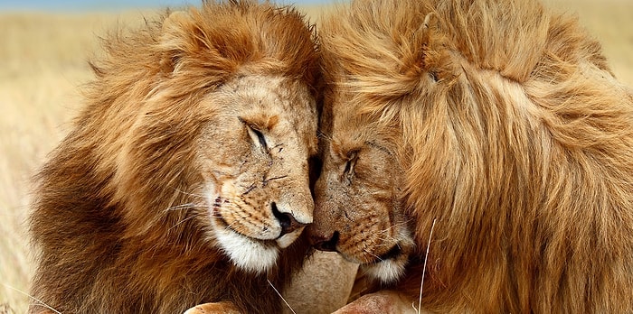 Тест: Познакомьтесь со своим тотемным животным