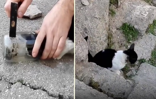Kafasını Kavanoza Sokan Kediyi Kurtaran Güzel İnsanlar