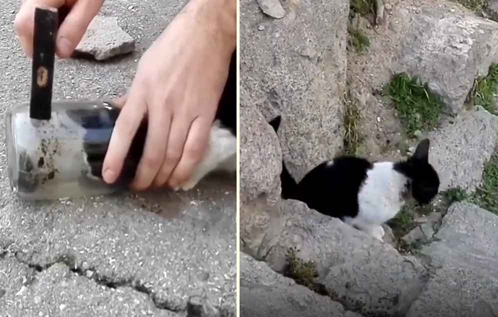 Kafasını Kavanoza Sokan Kediyi Kurtaran Güzel İnsanlar