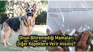 Her Gün Beslediği Köpeklerden Biri Hayatını Kaybedince Göz Yaşartıcı Bir Sürprizle Karşılaşan Postacının Hikâyesi