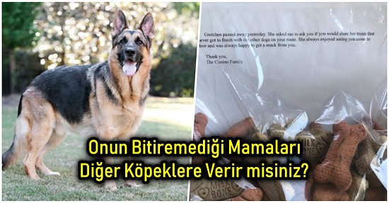 Her Gün Beslediği Köpeklerden Biri Hayatını Kaybedince Göz Yaşartıcı Bir Sürprizle Karşılaşan Postacının Hikâyesi