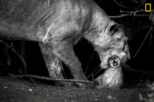 Kenya, Masai Mara'da çekilmiş bu karede aslan ve yavrusu, Sonalini Khetrapal'in objektifine yansımış.