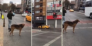 Yayaya Yanan Kırmızı Işığa Aldırmadan Geçen İnsanlar ve Yeşil Işığın Yanmasını Bekleyen Köpek