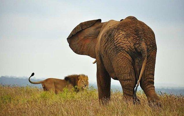 Kruger Ulusal Parkı yönetimi, avcının ailesine taziye mesajı gönderirken parka girmenin yasa dışı ve tehlikelerle dolu olduğu uyarısında bulundu.