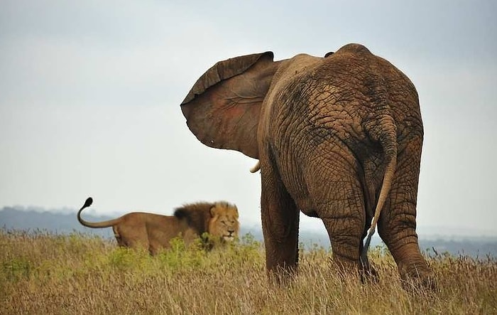 Orman Canilere Karşı Ayaklandı: Bir Avcı, Fil Tarafından Ezilerek Aslanlara Yem Oldu