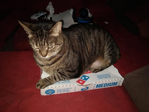 4. "Таким образом мой кот намекает на то, что я поправился"