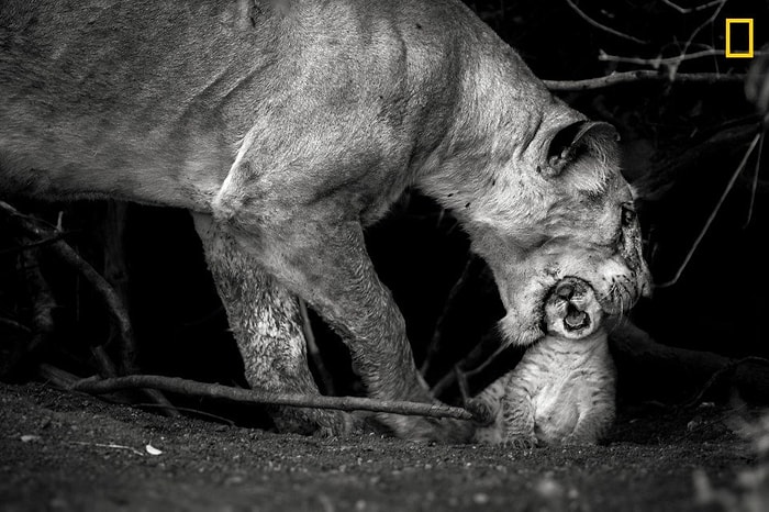 National Geographic Seyahat Fotoğrafı Ödüllerinin Bir Bakışta Aklınıza Kazınması Garanti Adayları