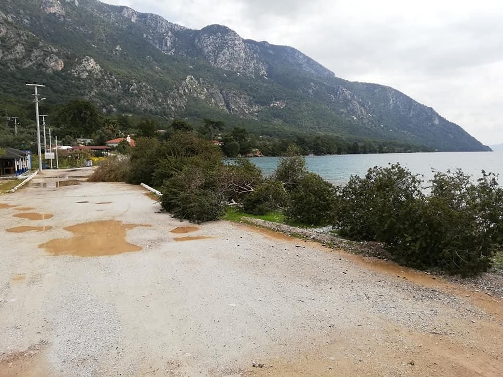 Neden Tüm Güzelliklere Düşmansınız? Muğla'nın Dünyaca Ünlü Akbük Koyu'nda Ağaç Katliamı