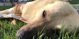 Vurulduktan Sonra İyi İnsanların Elinde Yeniden Hayata Tutunan Köpeğin Muhteşem Değişimi!