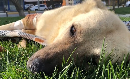 Vurulduktan Sonra İyi İnsanların Elinde Yeniden Hayata Tutunan Köpeğin Muhteşem Değişimi!