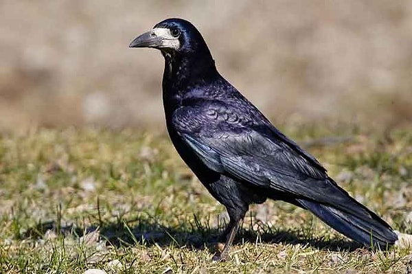 10. Почему грач прилетает первым?