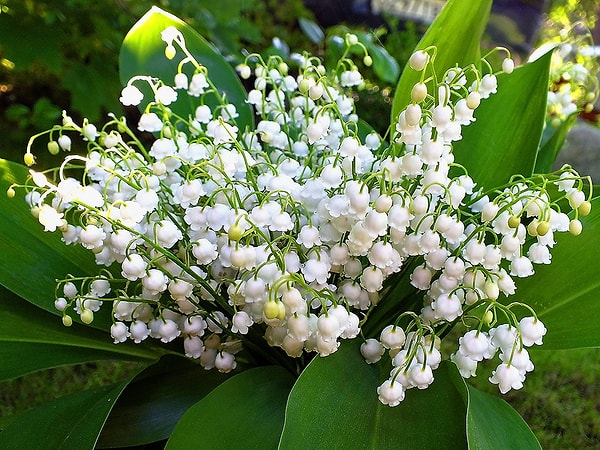 5. Сколько листьев у ландыша?