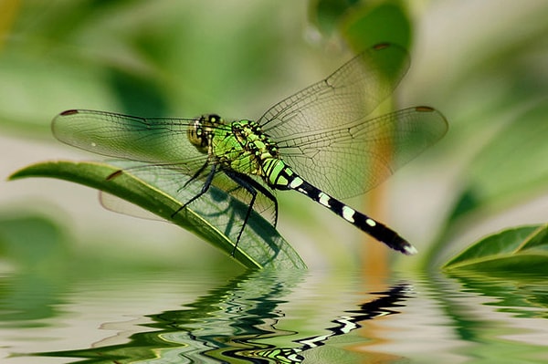 7. Почему стрекозы все время возвращаются к водоемам?