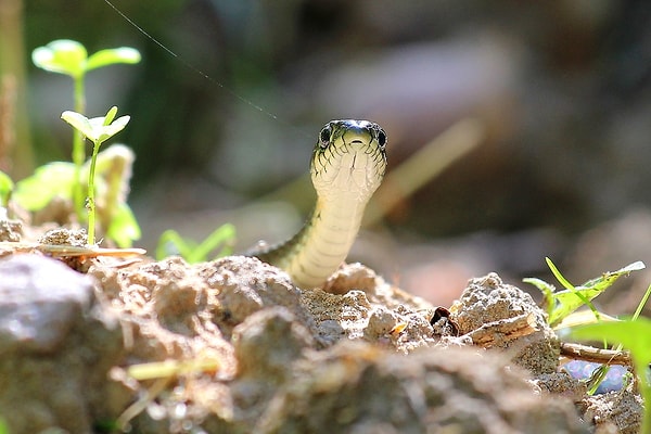 4. Почему у змей происходит линька?