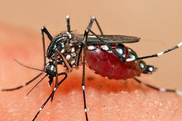 3. Sivrisinekler genellikle sadece meyve suyu ve nektarı içerler, kan içen sivrisinekler hamiledir.