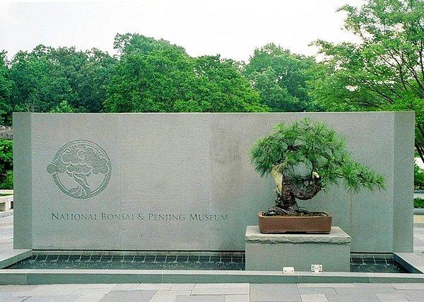 4. 400 yıllık bir bonsai ağacı 1945 yılında Hiroşima'ya yapılan nükleer saldırıyı atlatmıştır. Daha sonra ABD'ye hediye edilen bu ağaç halen Washington'daki Ulusal Botanik Bahçesi'nde durmaktadır.