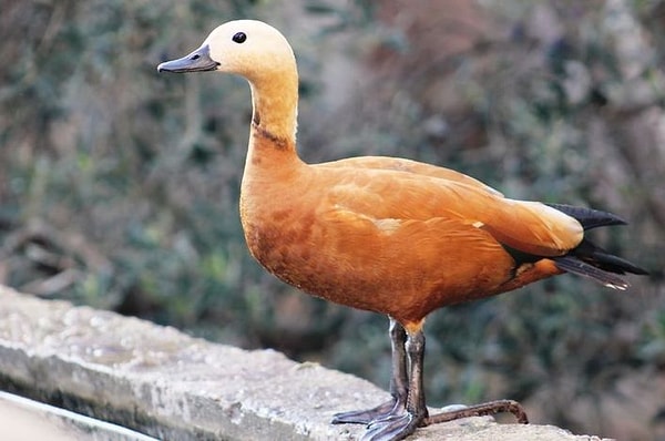 В отношениях вы словно красная утка :)