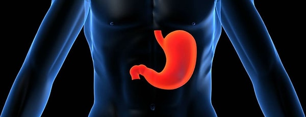 3. Желудок всасывает большинство питательных веществ, которые мы потребляем с пищей.