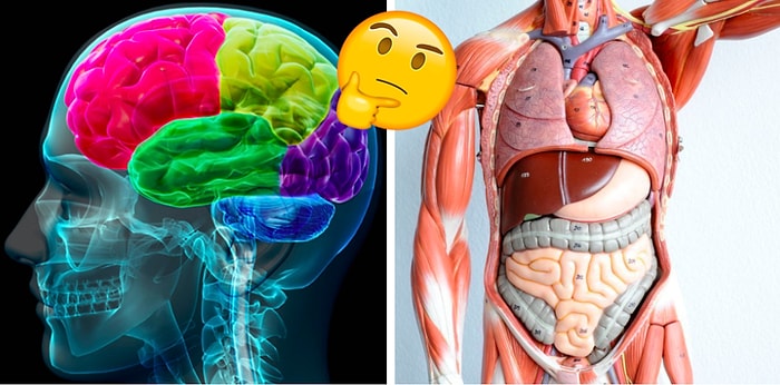 Тест: Вам должно быть стыдно завалить вопросы на знание устройства человеческого тела