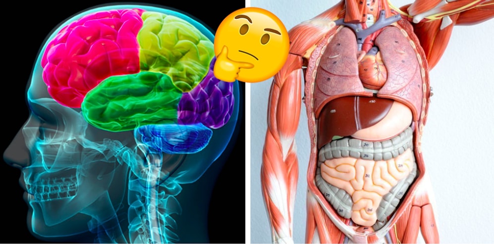 Тест: Вам должно быть стыдно завалить вопросы на знание устройства человеческого тела