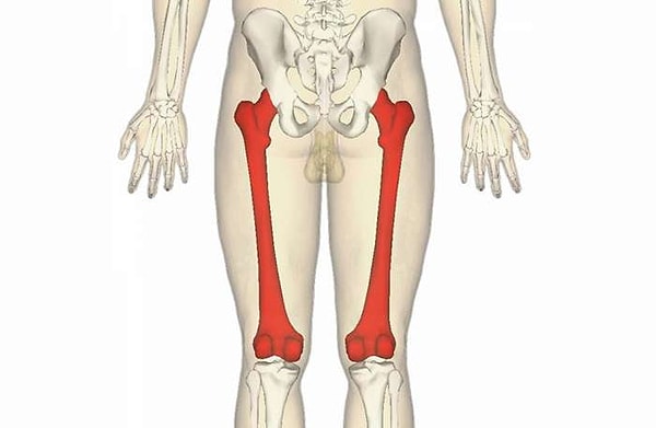 9. Бедренная кость - самая длинная в теле человека.