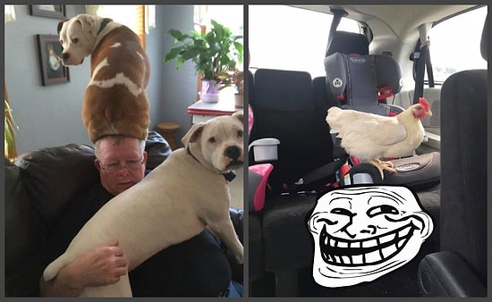 Владельцы животных поймут: Когда наши братья меньшие немного оборзели