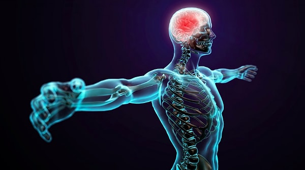 12. У человека 12 пар ребер.