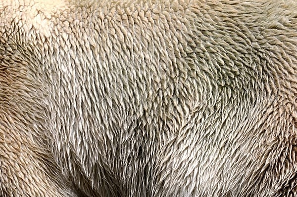 2. А это увеличенная часть тела...