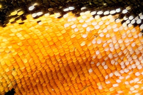 6. Какое создание представлено на данном увеличенном изображении?