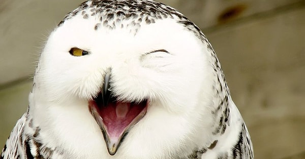 Браво! Перед нами настоящий знаток дикой природы!