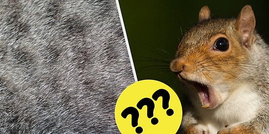 Тест: Ваши знания животного мира выше среднестатистических, если наберете максимальный балл