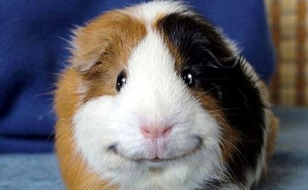 В следующей жизни вы будете морской свинкой