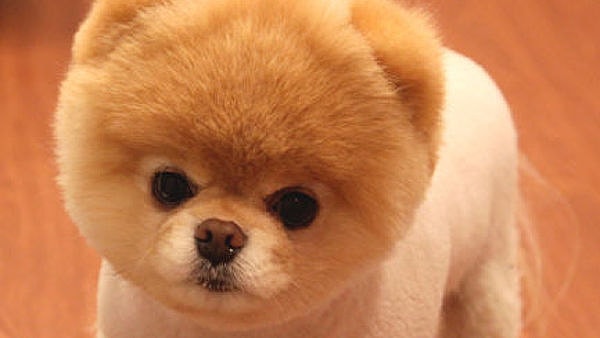 В следующей жизни вы будете собакой