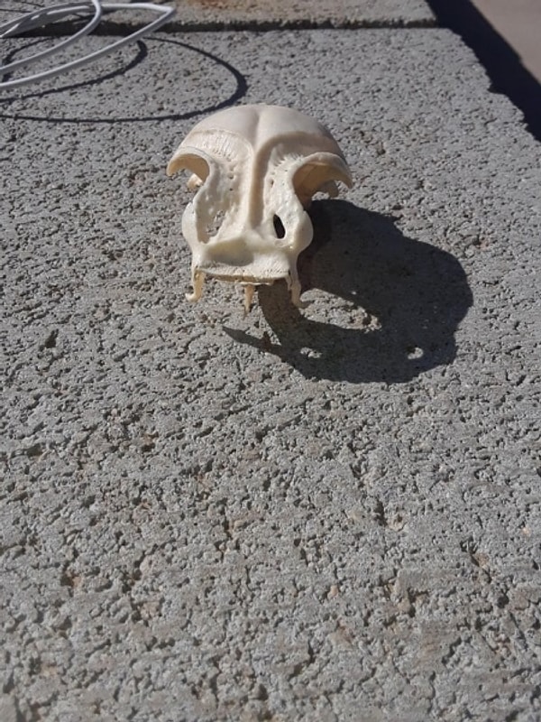 4. Остается только догадываться, чей это череп