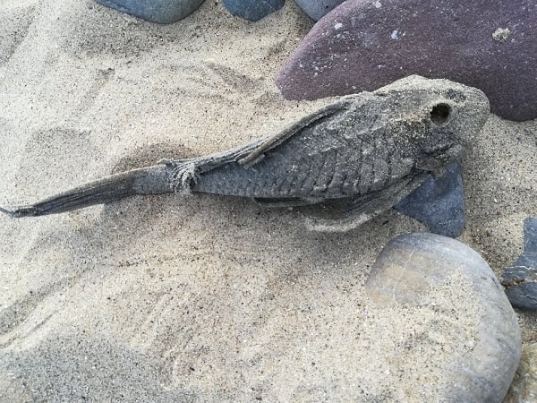 6. Высохшая рыба