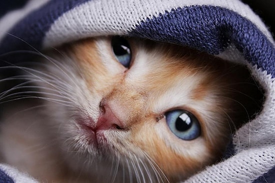 Kediler Kendi İsimlerini Öğrenebiliyor mu?