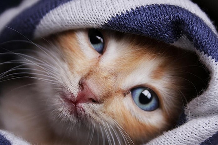 Kediler Kendi İsimlerini Öğrenebiliyor mu?