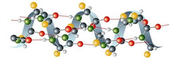 3. Какое утверждение неверно в отношении аминокислот?