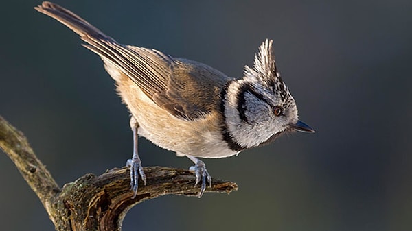 10. Каким свойством должно обладать животное, чтобы его отнесли к классу птиц?