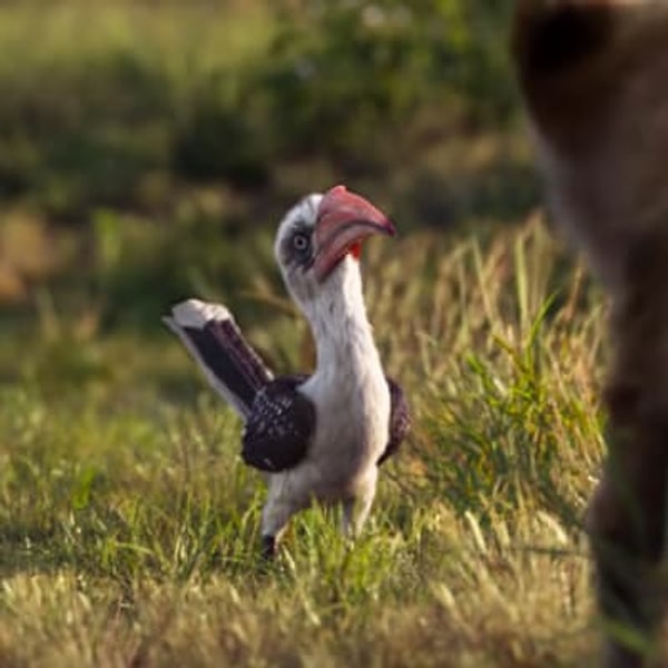 7. Перед зрителем также предстает Зазу - советник короля