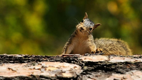 Ağaçtaki Sincabı Vurmak İstemişti: Yere Düşen Tüfeği Ateş Alan Adam Hayatını Kaybetti