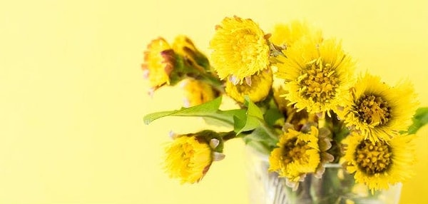 8. Как правильно пишется растение, которое изображено на этой фотографии?